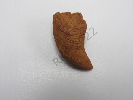 Gastropod Hypostome